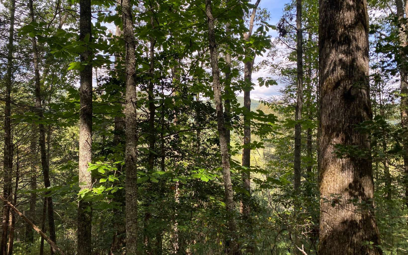 Lot 58 Gobblers Knob, Suches GA 30572 - Photo