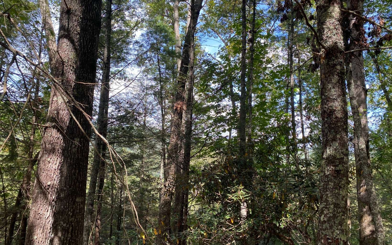 Lot 58 Gobblers Knob, Suches GA 30572 - Photo