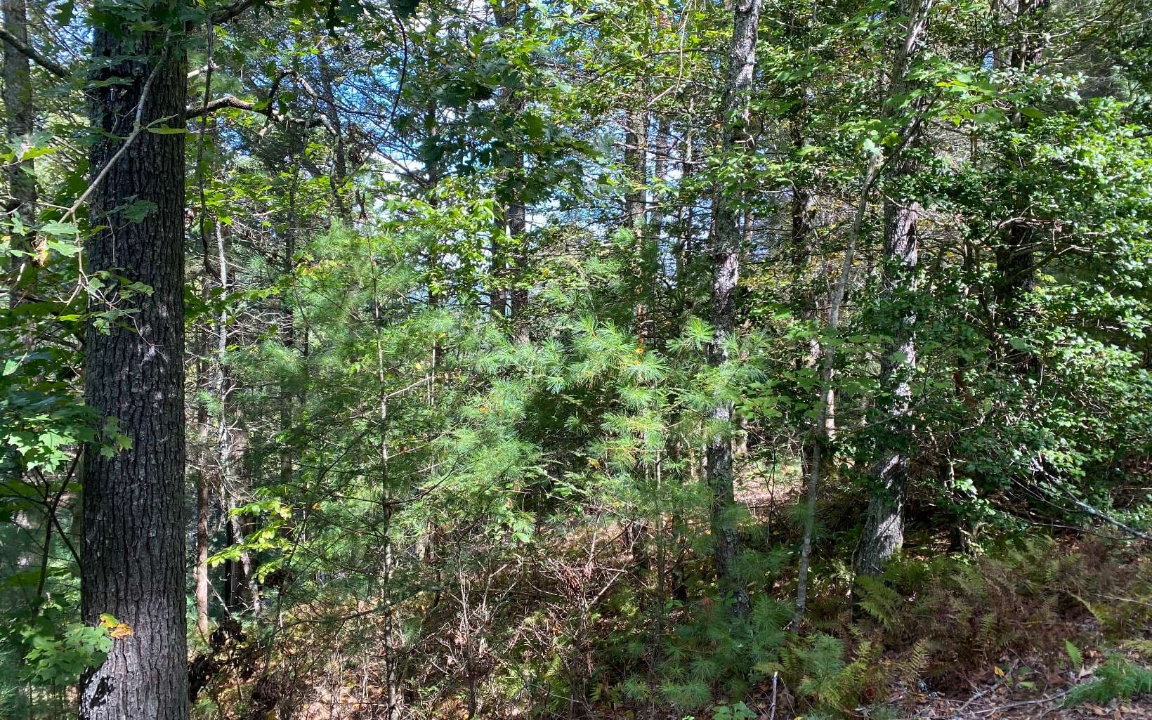 Lot 58 Gobblers Knob, Suches GA 30572 - Photo