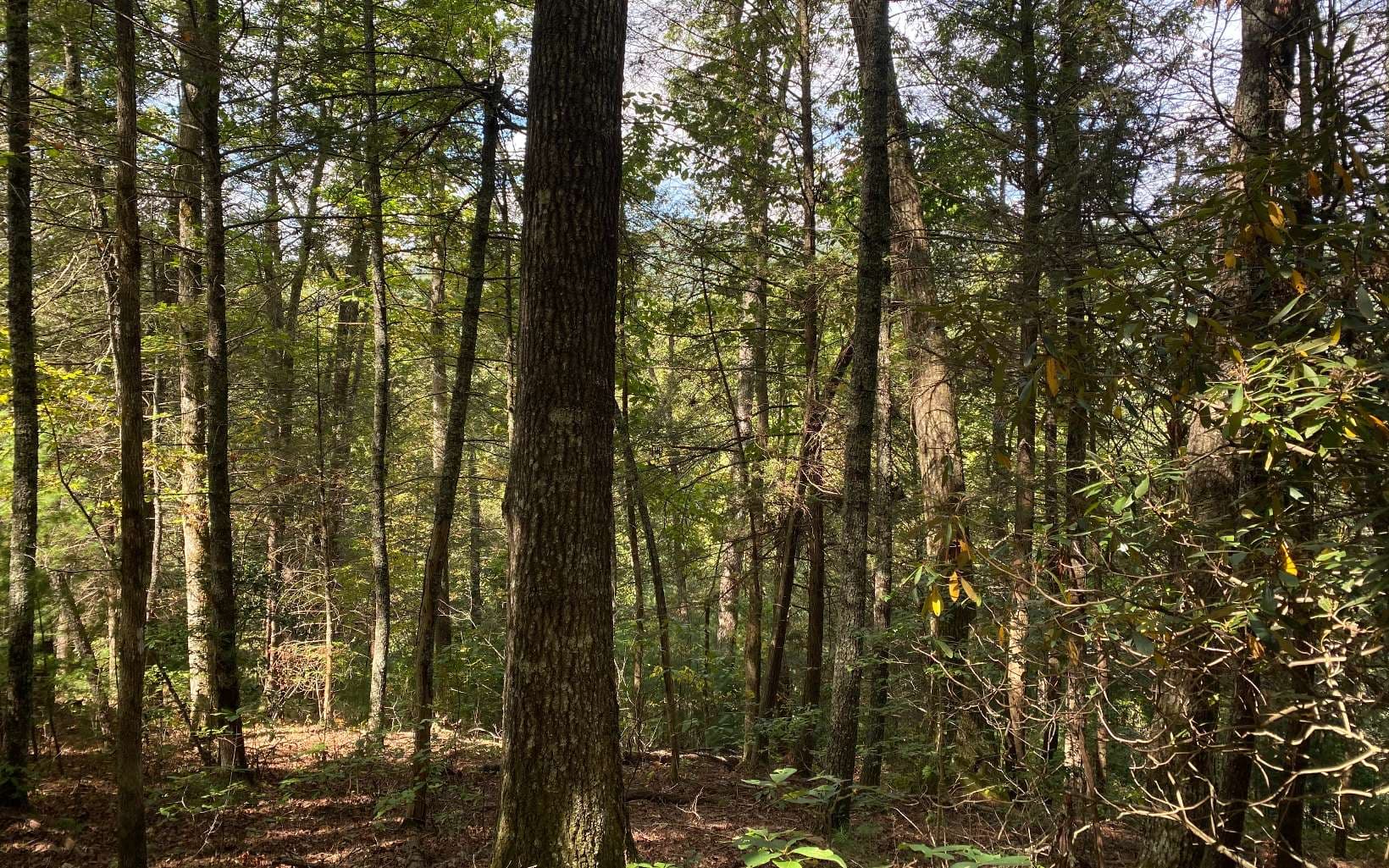 Lot 58 Gobblers Knob, Suches GA 30572 - Photo