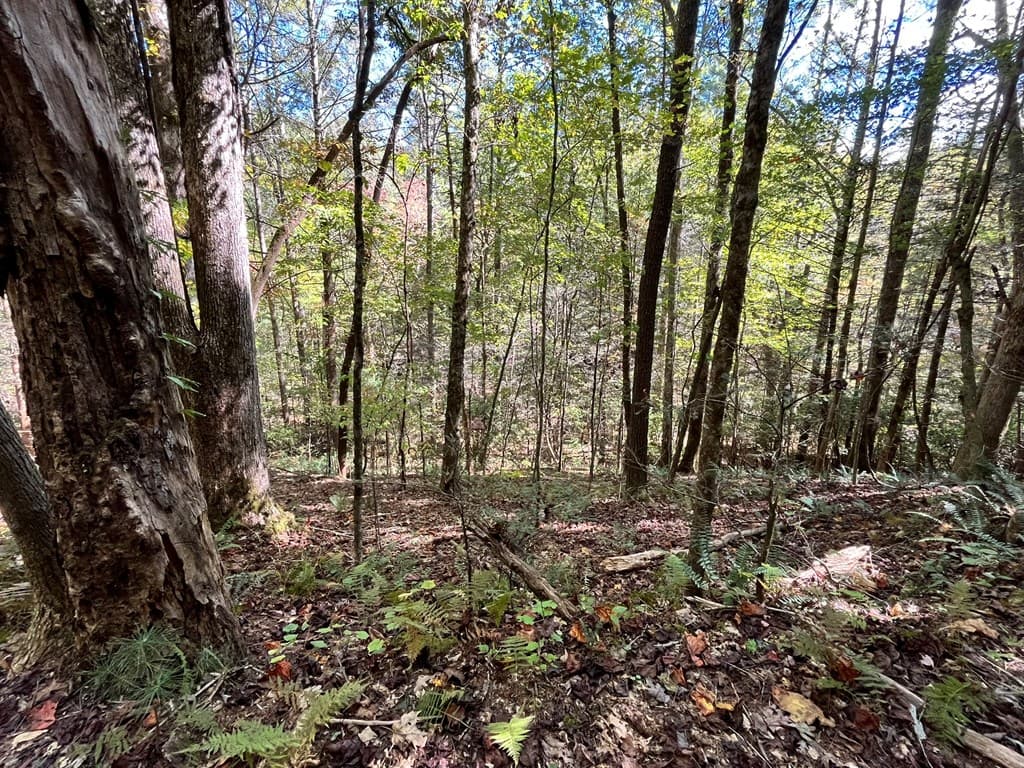 12.64 AC Harrison Sluder Road, Ellijay GA 30540 - Photo
