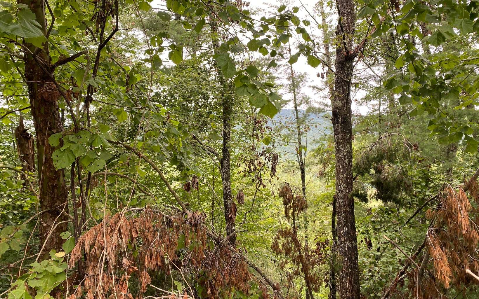 Lot 55 Laurel Trail, Suches GA 30572 - Photo