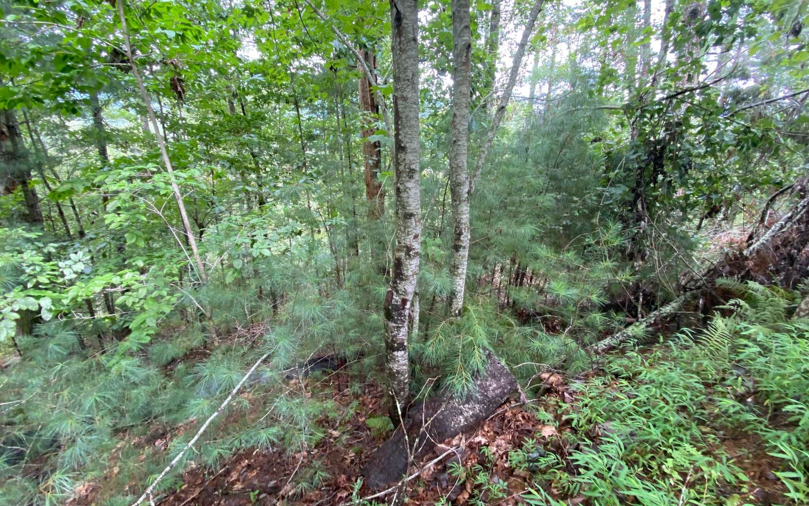 Lot 55 Laurel Trail, Suches GA 30572 - Photo