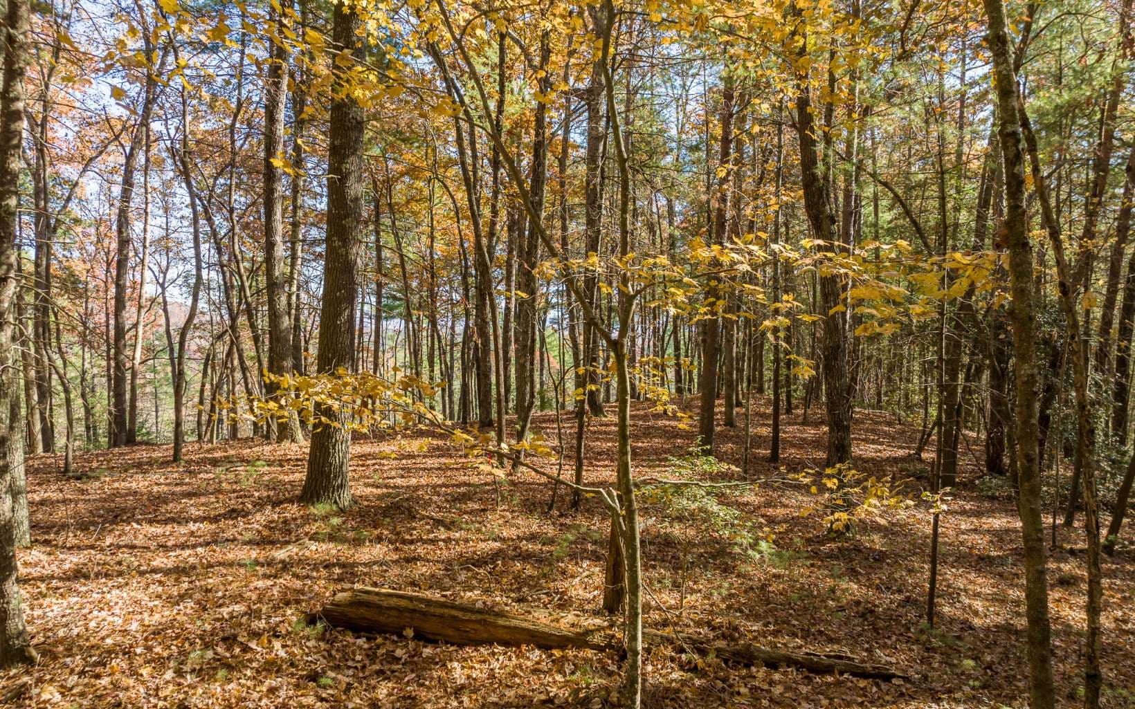 1 TR Old Anderson Creek, Ellijay GA 30536 - Photo