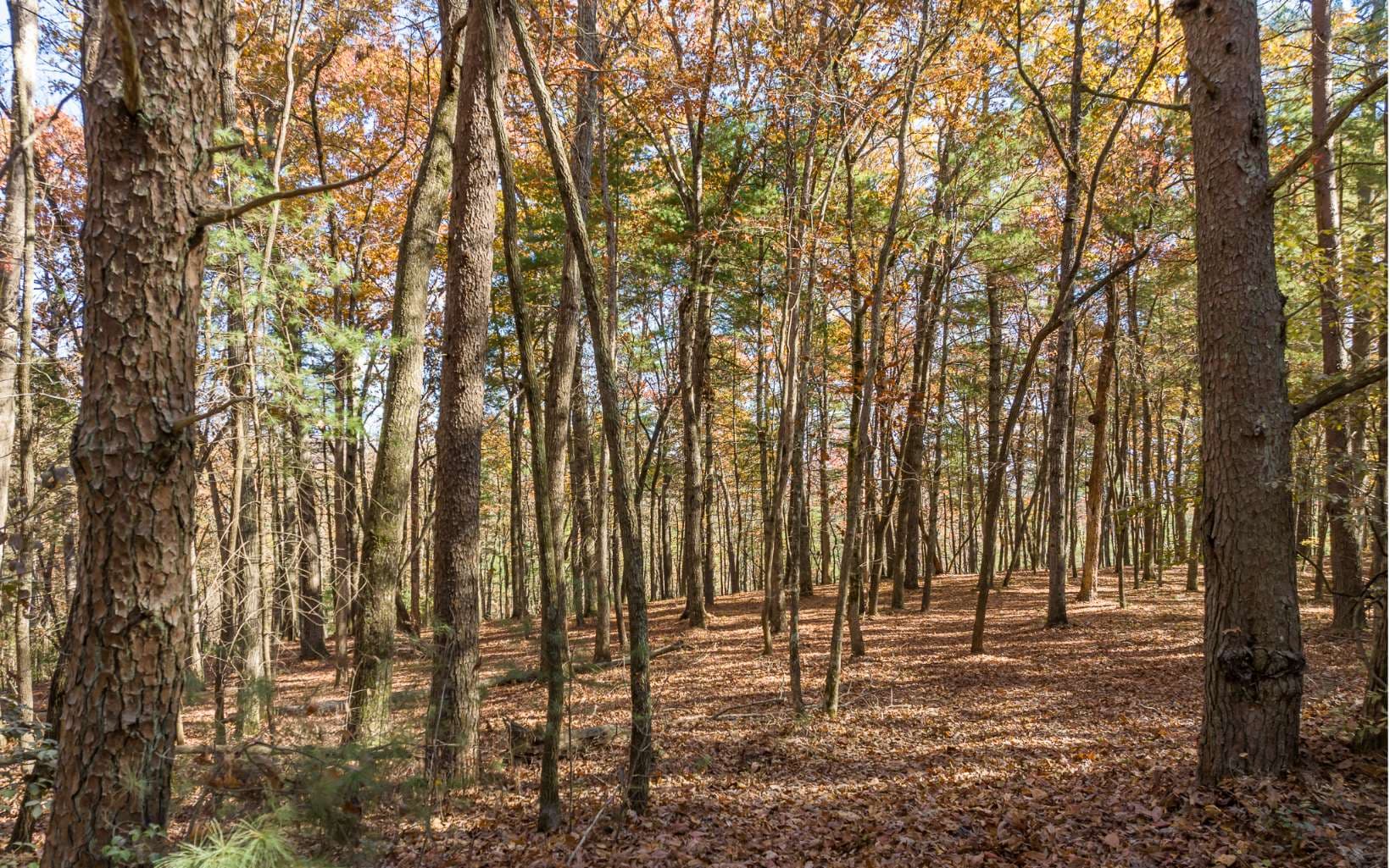 1 TR Old Anderson Creek, Ellijay GA 30536 - Photo