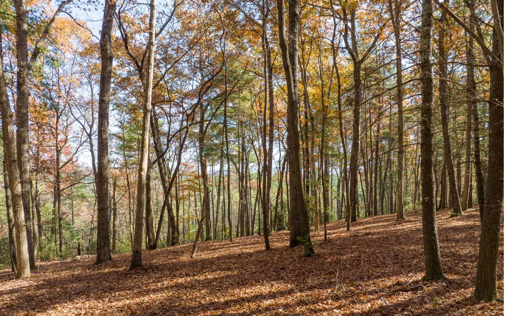 1 TR Old Anderson Creek, Ellijay GA 30536 - Photo