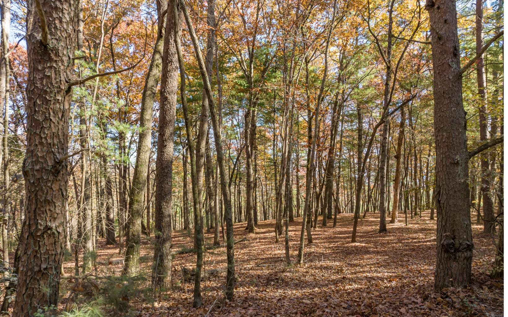 2 TR Old Anderson Creek, Ellijay GA 30536 - Photo