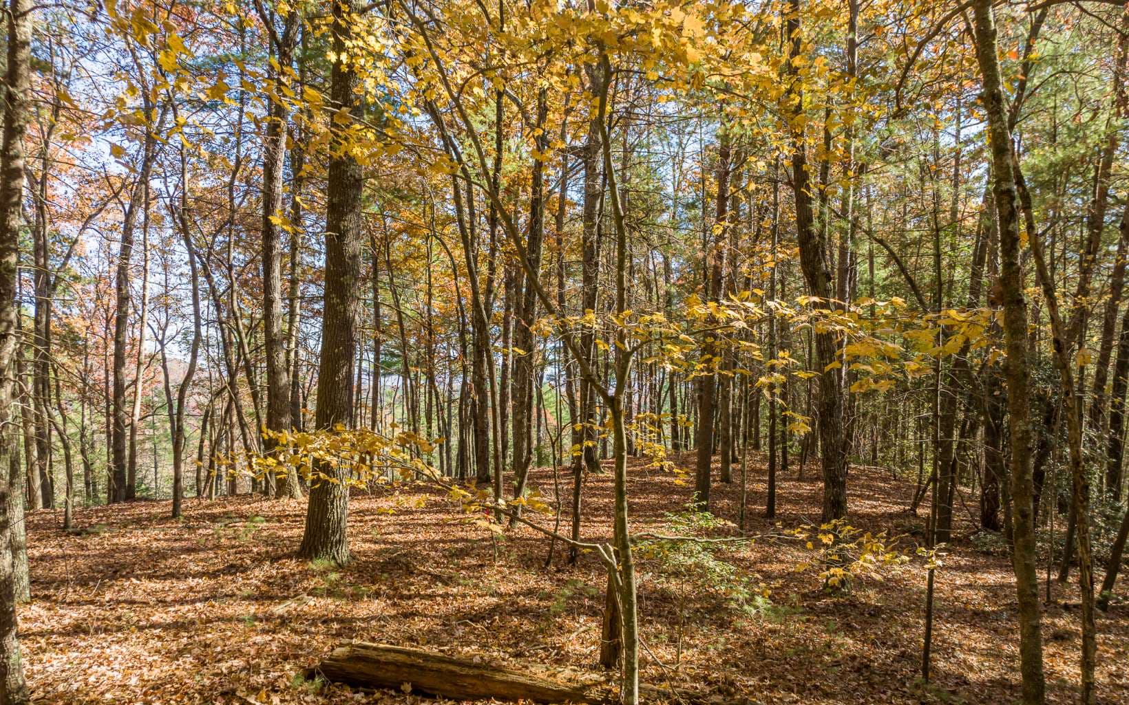 2 TR Old Anderson Creek, Ellijay GA 30536 - Photo