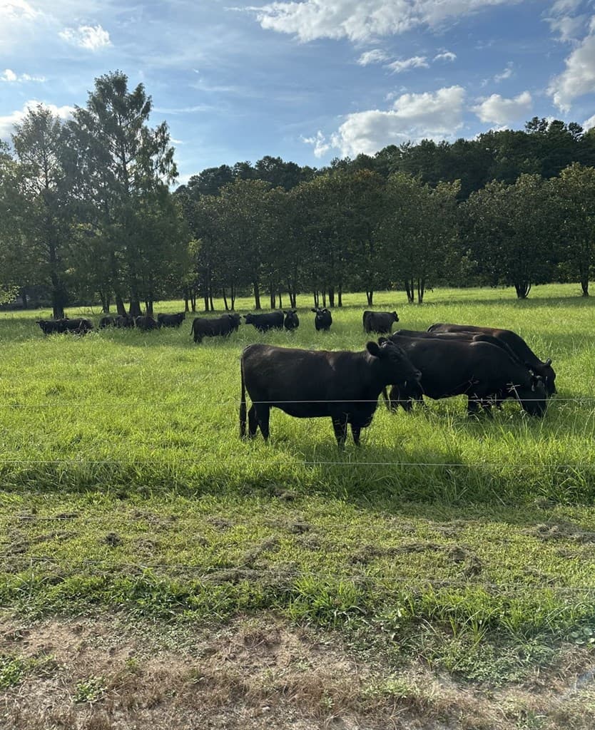 3147 Old Hwy 64 W, Warne NC 28909 - Photo