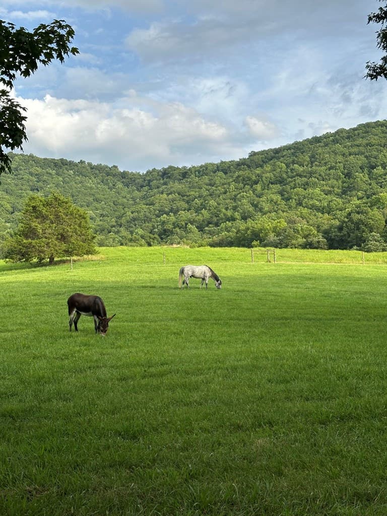 3147 Old Hwy 64 W, Warne NC 28909 - Photo