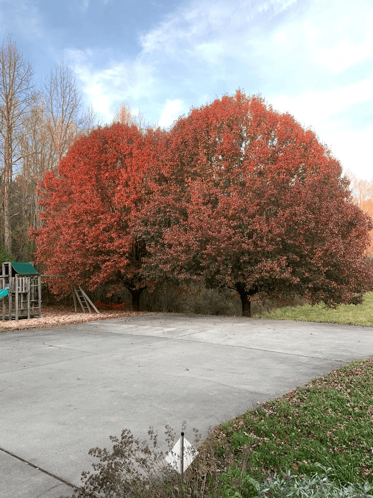 208 Rich Drive, Blairsville GA 30512 - Photo