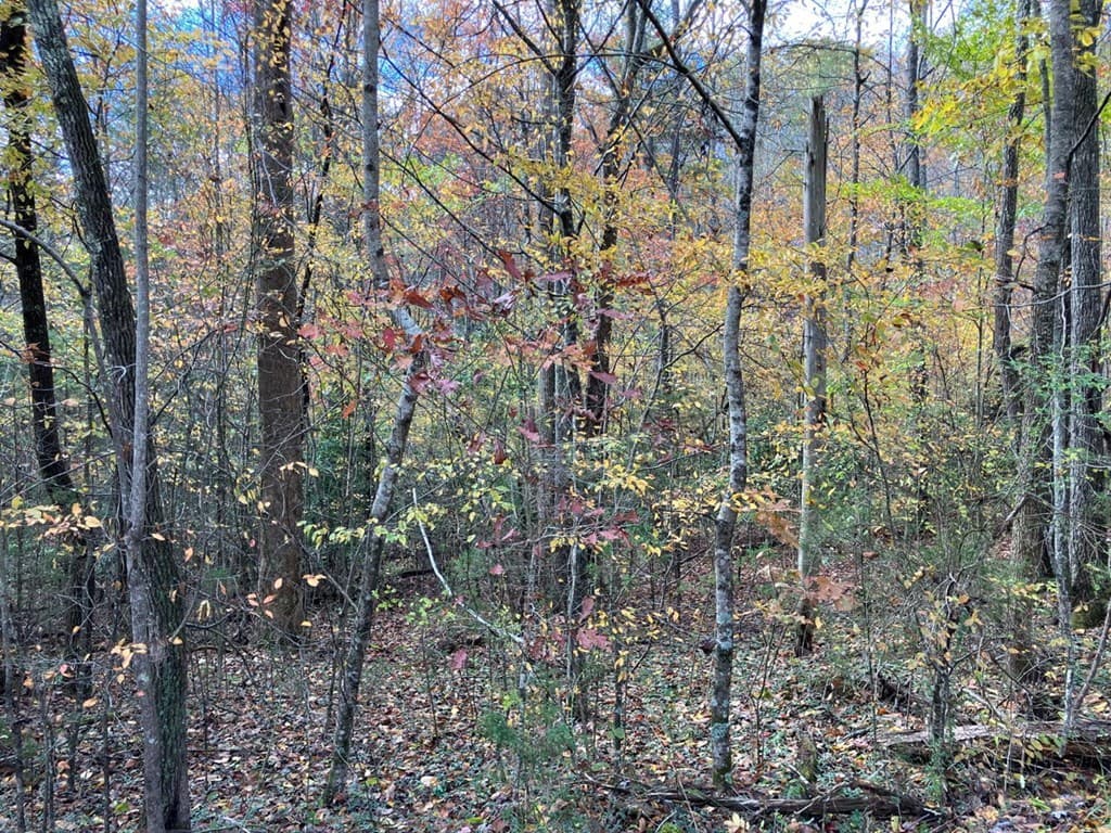 39 Acres Hedden Stiles Road, Murphy NC 28906 - Photo