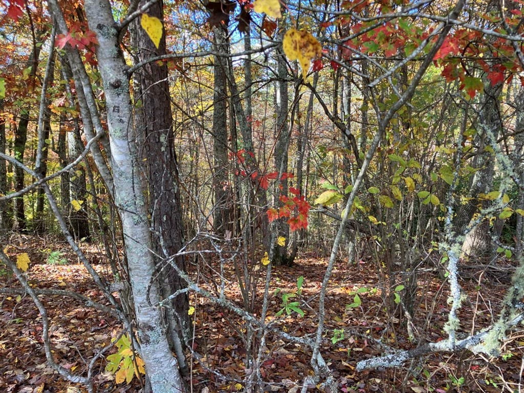 39 Acres Hedden Stiles Road, Murphy NC 28906 - Photo