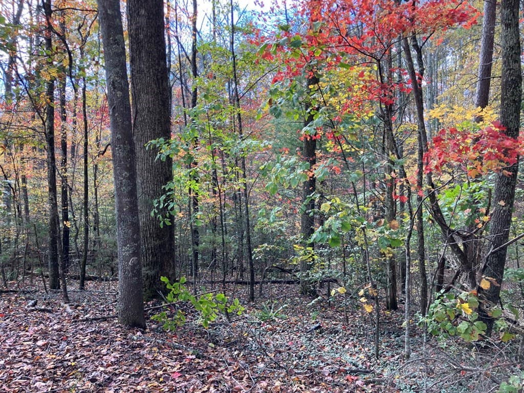 39 Acres Hedden Stiles Road, Murphy NC 28906 - Photo