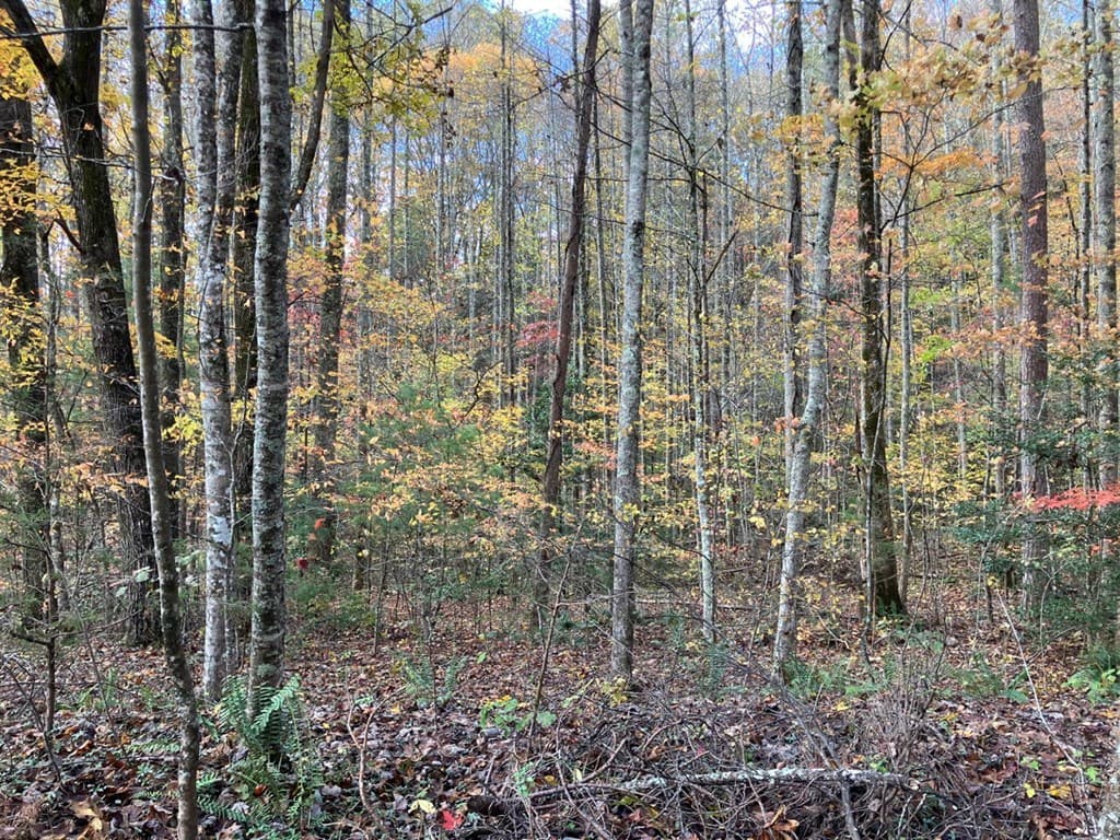 39 Acres Hedden Stiles Road, Murphy NC 28906 - Photo