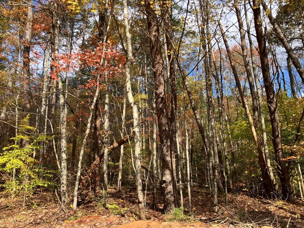 39 Acres Hedden Stiles Road, Murphy NC 28906 - Photo