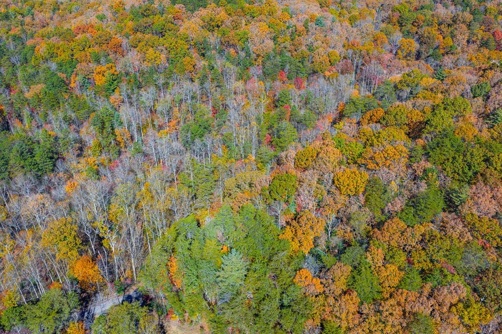 N/A Willard Mountain Road, Ellijay GA 30513 - Photo