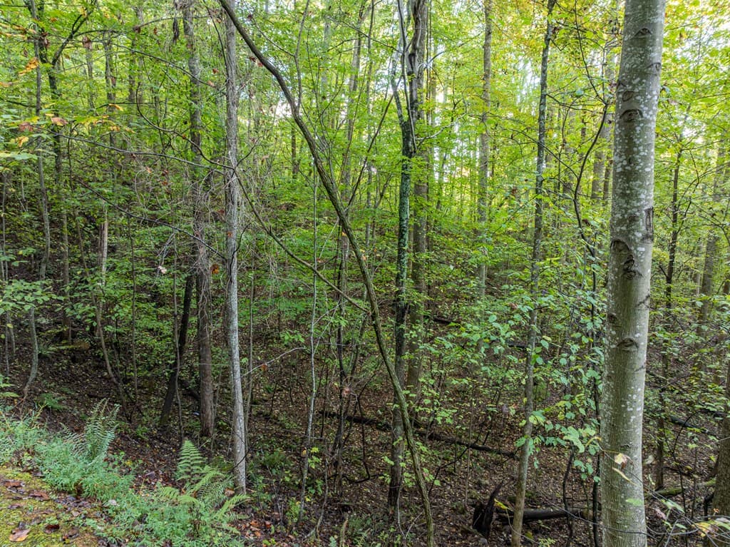 Lot 3 Wilderness Way, Ellijay GA 30536 - Photo
