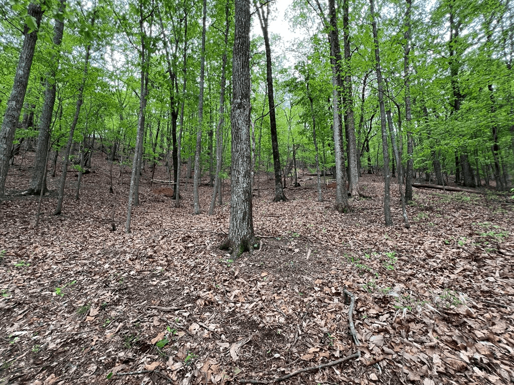 387 Windflower Drive, Dawson GA 30143 - Photo