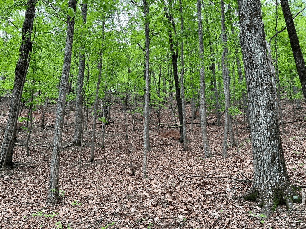 387 Windflower Drive, Dawson GA 30143 - Photo