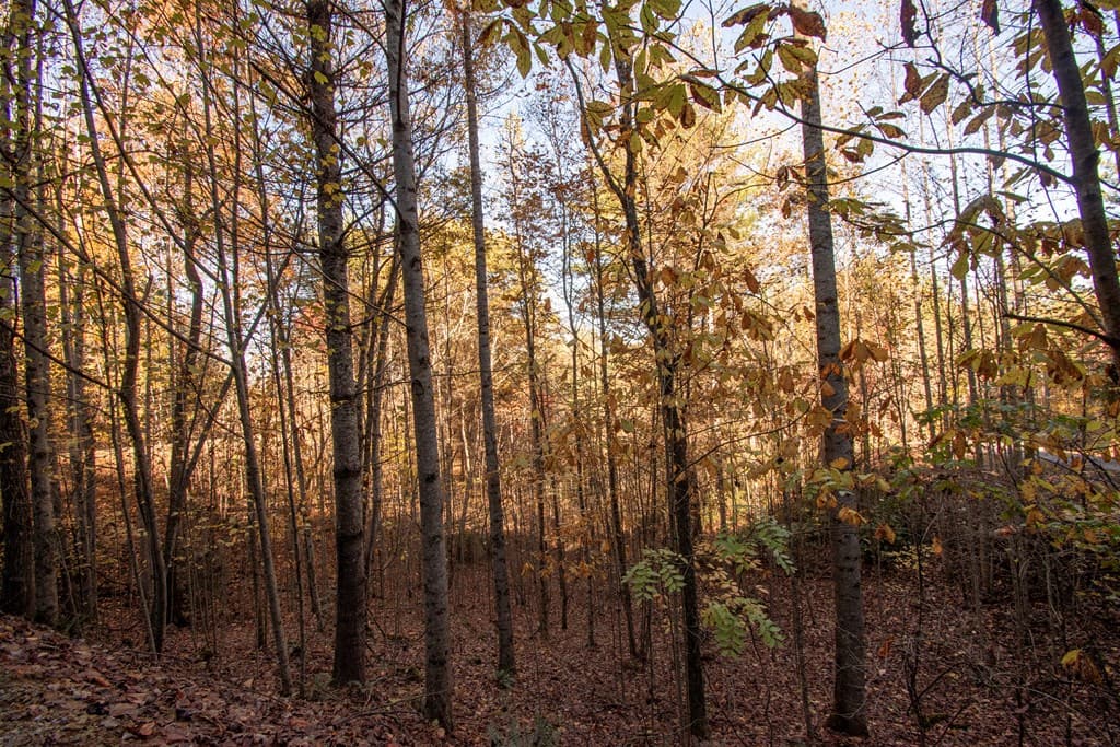 Lot 66 Choctaw Ridge Trail, Murphy NC 28906 - Photo