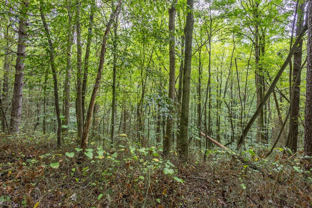 3 AC Chestnut Flats Road, Andrews NC 28901 - Photo