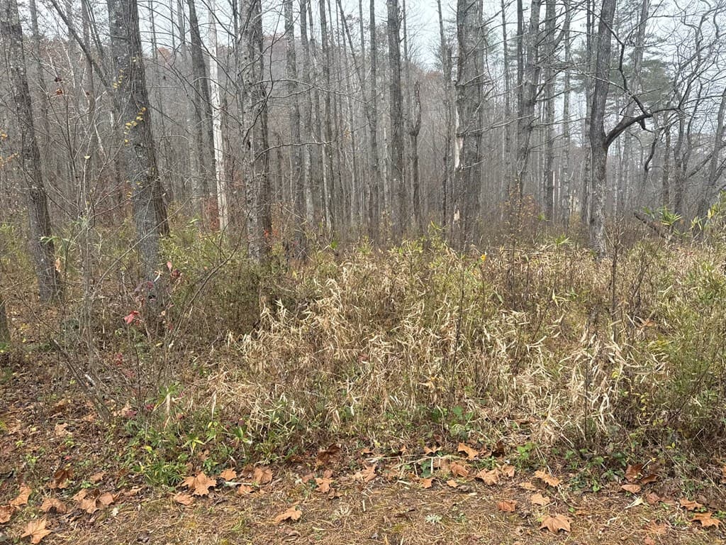 0 Rushing Water Trail, Hayesville NC 28904 - Photo