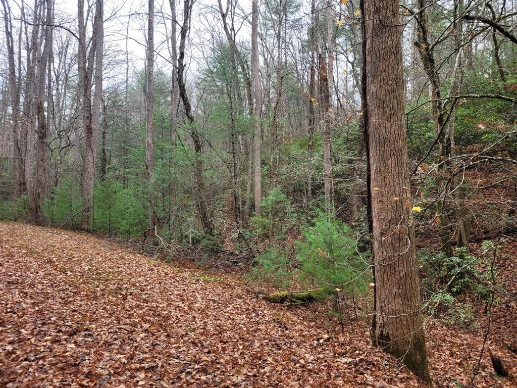Lot 31 Poplar Cove, Hayesville NC 28904 - Photo
