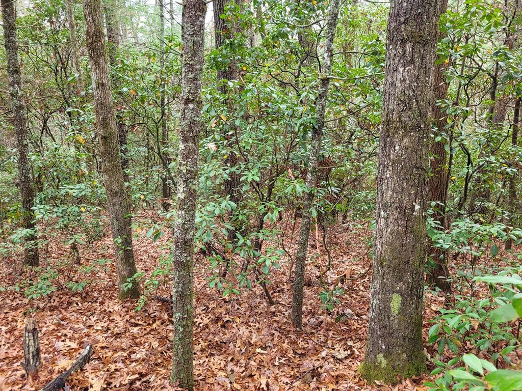 Lot 31 Poplar Cove, Hayesville NC 28904 - Photo