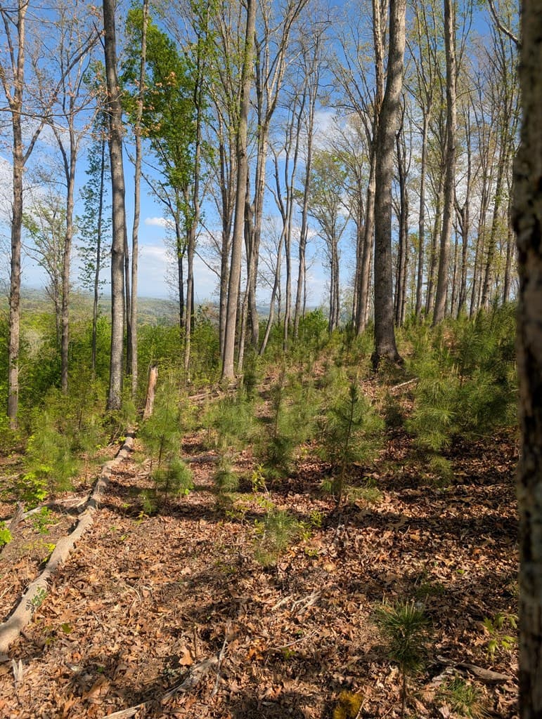 Lot 91 Winding Ridge, Blairsville GA 30512 - Photo