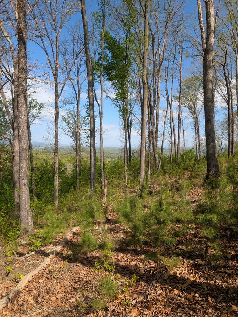 Lot 91 Winding Ridge, Blairsville GA 30512 - Photo