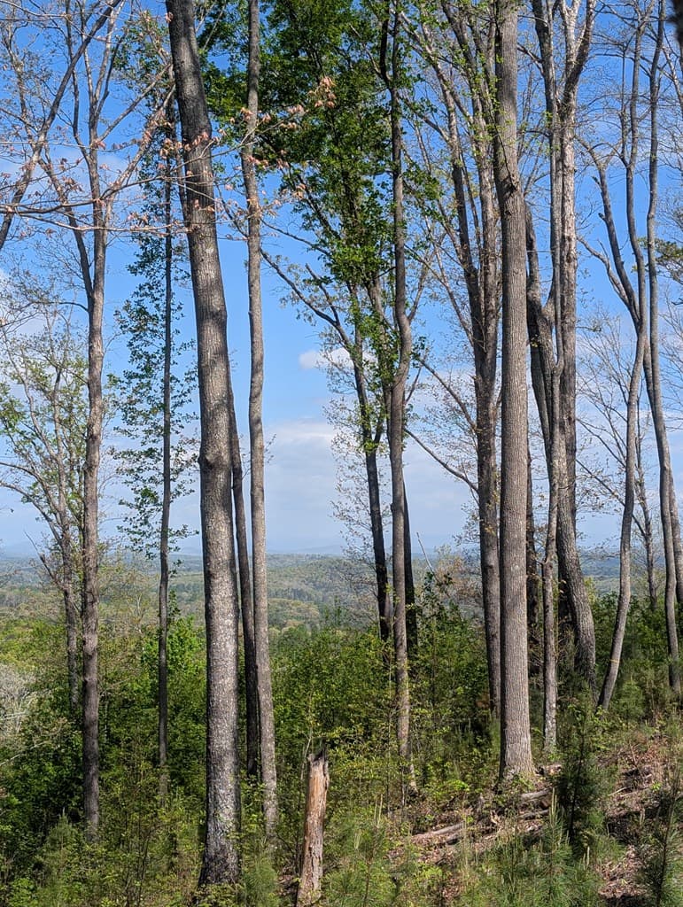 Lot 91 Winding Ridge, Blairsville GA 30512 - Photo