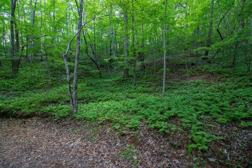 00 Laurel Mountain Road, Brasstown NC 28902 - Photo