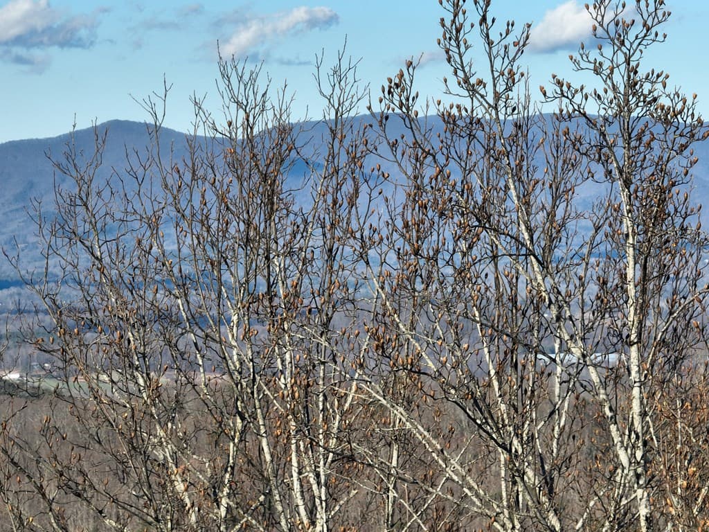 281 Andes Ridge, Ellijay GA 30536 - Photo