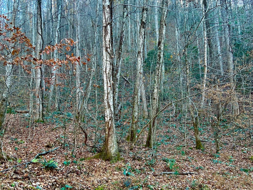 22 Walker Ridge, Mineral Bluff GA 30559 - Photo