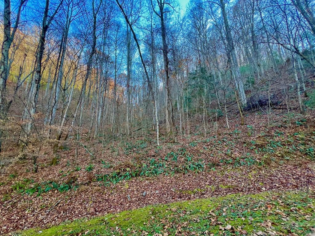 22 Walker Ridge, Mineral Bluff GA 30559 - Photo
