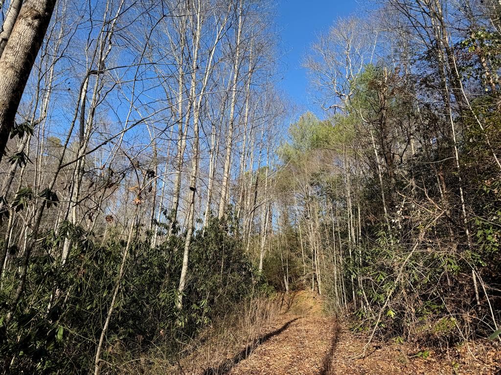 135.49ac Webb Creek Road, Andrews NC 28901 - Photo
