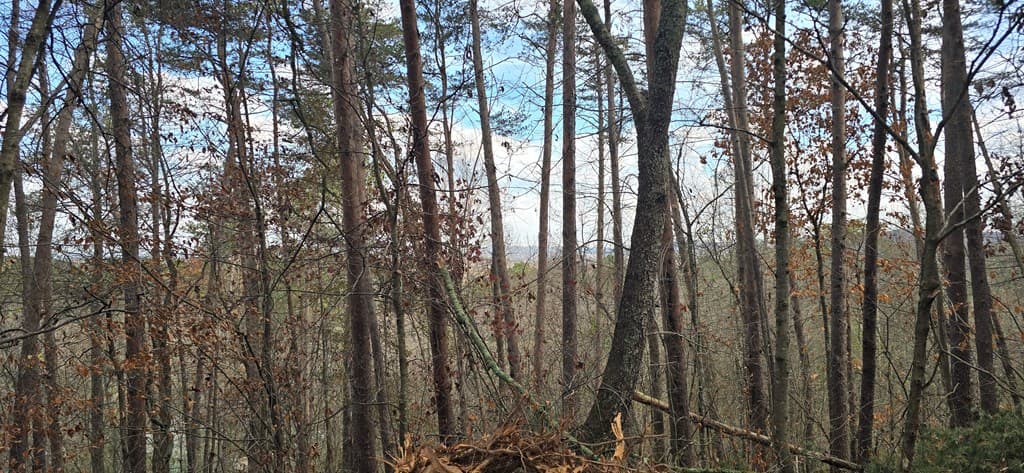 Tract 30 Gillespie Road, Fairmont GA 30139 - Photo
