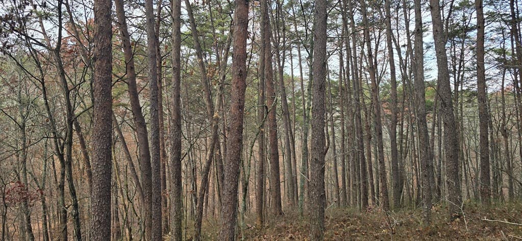 Tract 30 Gillespie Road, Fairmont GA 30139 - Photo