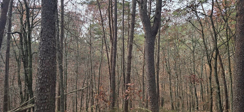 Tract 30 Gillespie Road, Fairmont GA 30139 - Photo