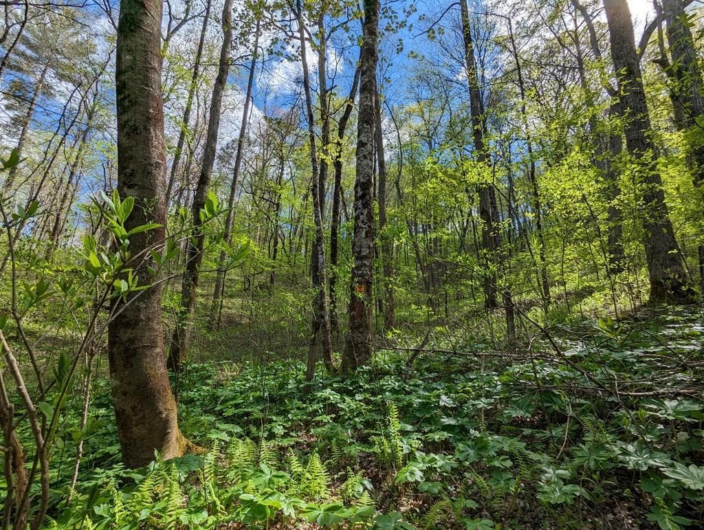 00 Buck Creek Trail, Epworth GA 30541 - Photo