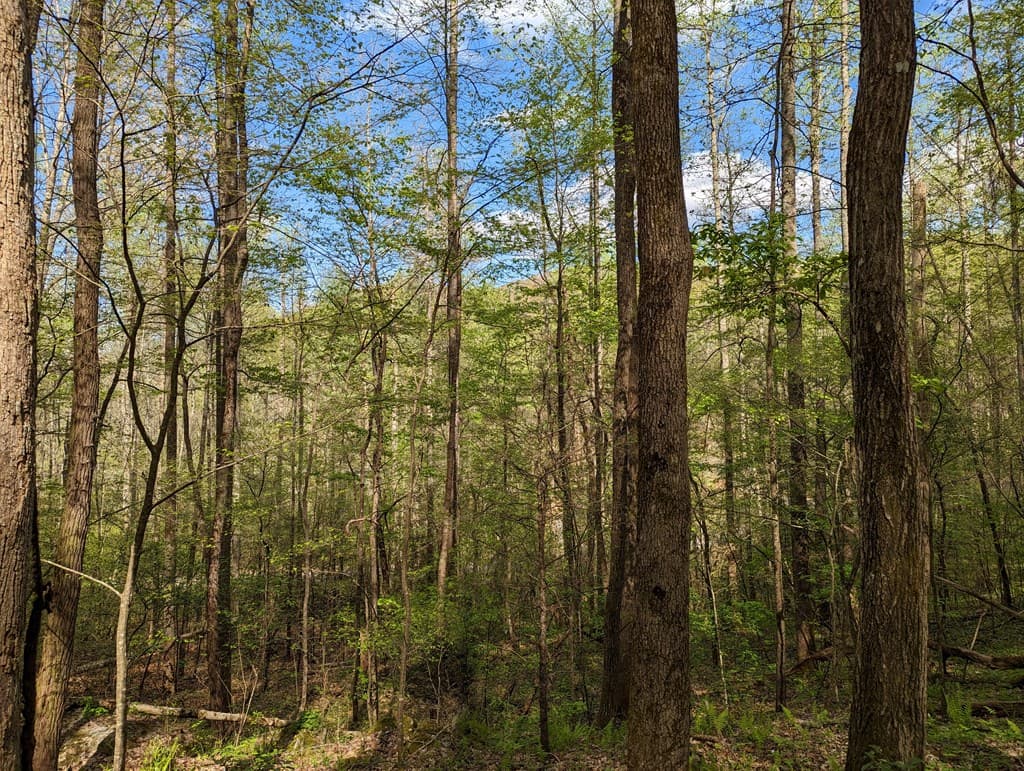 00 Buck Creek Trail, Epworth GA 30541 - Photo