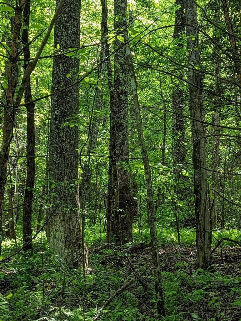 00 Buck Creek Trail, Epworth GA 30541 - Photo