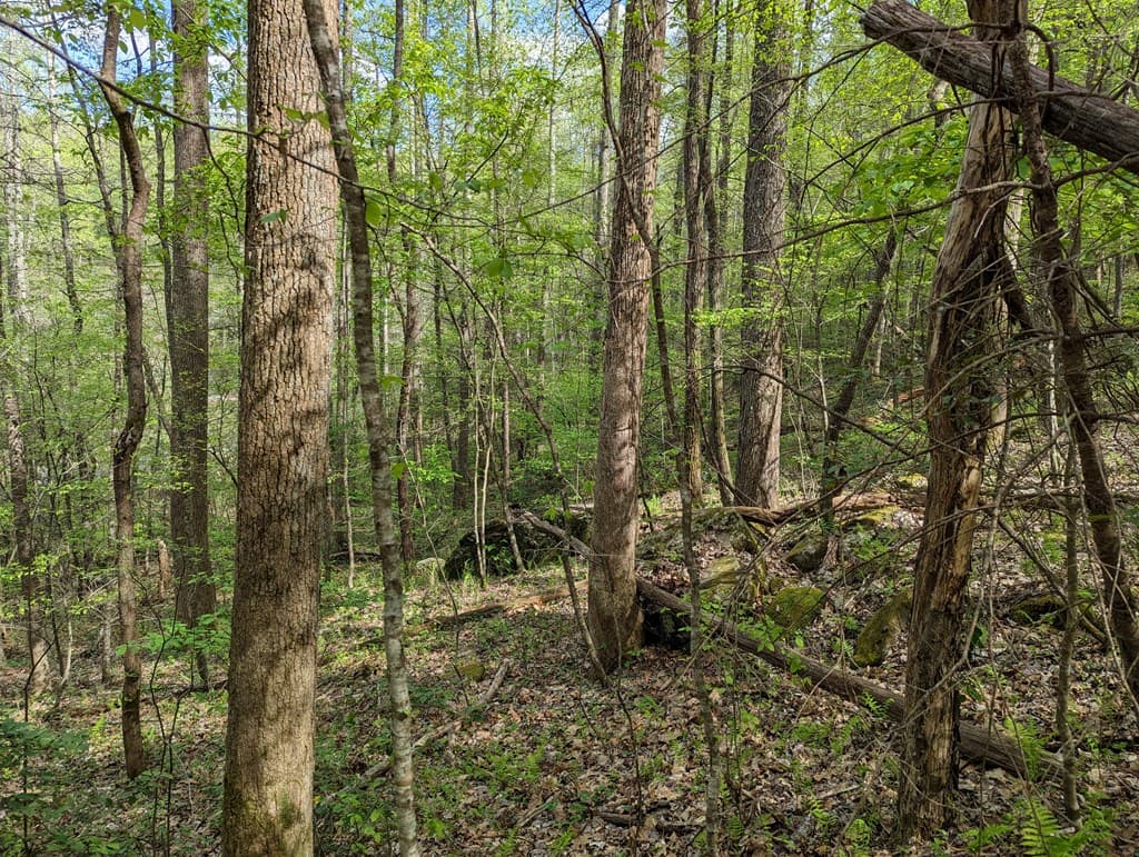 00 Buck Creek Trail, Epworth GA 30541 - Photo