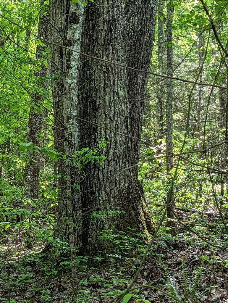 00 Buck Creek Trail, Epworth GA 30541 - Photo