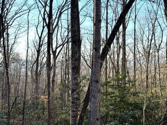 7.0 ac Laurel Drive, Marble NC 28905 - Photo