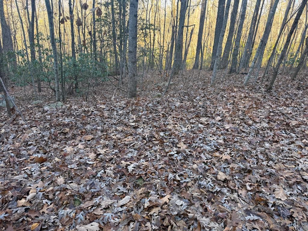 7.0 ac Laurel Drive, Marble NC 28905 - Photo