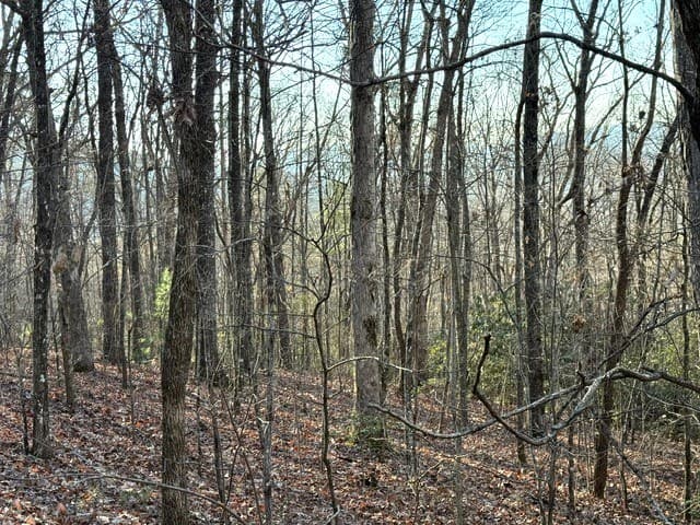 7.0 ac Laurel Drive, Marble NC 28905 - Photo