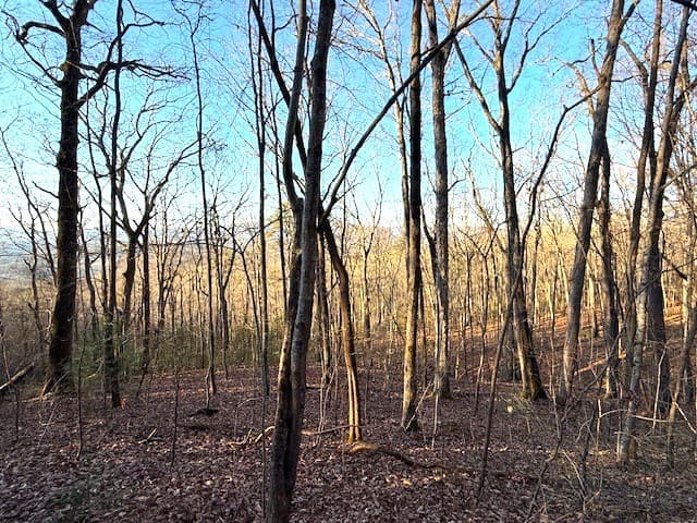 7.0 ac Laurel Drive, Marble NC 28905 - Photo