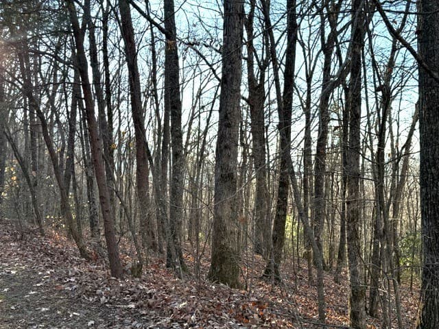 7.0 ac Laurel Drive, Marble NC 28905 - Photo